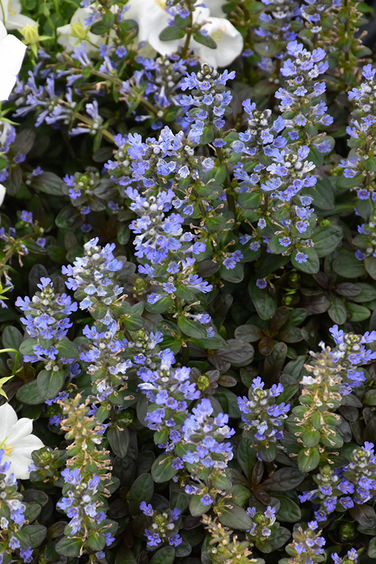 Chocolate Chip Bugleweed (Ajuga reptans 'Chocolate Chip') at The Family Tree Garden Center