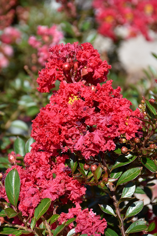 Cherry Dazzle Crapemyrtle (Lagerstroemia indica 'Gamad 1') at The Family Tree Garden Center