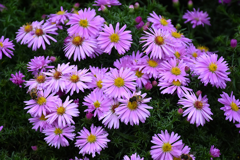 Woods Pink Aster (Symphyotrichum 'Woods Pink') at The Family Tree Garden Center