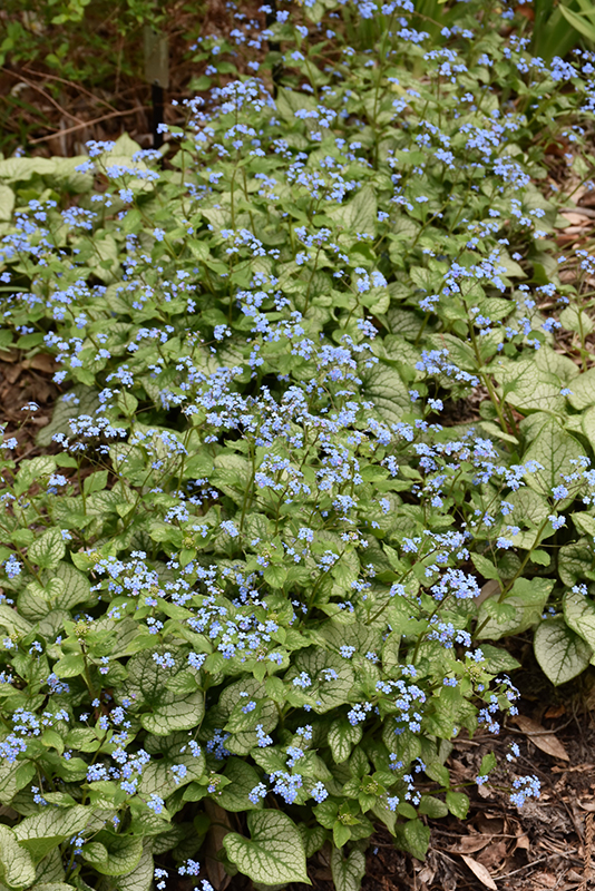 Jack Frost Bugloss (Brunnera macrophylla 'Jack Frost') at The Family Tree Garden Center