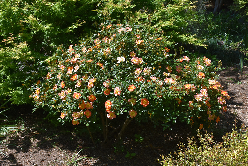 Oso Easy Paprika Rose (Rosa 'ChewMayTime') at The Family Tree Garden Center