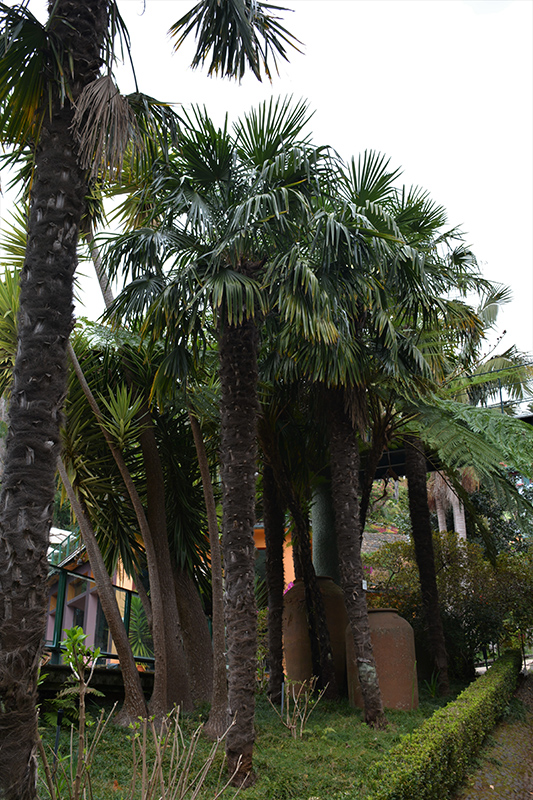 Windmill Palm (Trachycarpus fortunei) at The Family Tree Garden Center