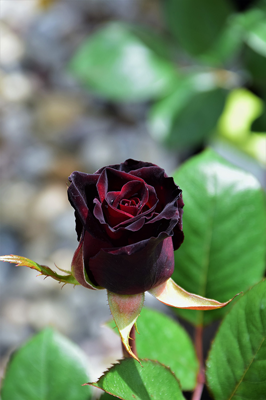 Black Baccara Rose (Rosa 'Black Baccara') at The Family Tree Garden Center