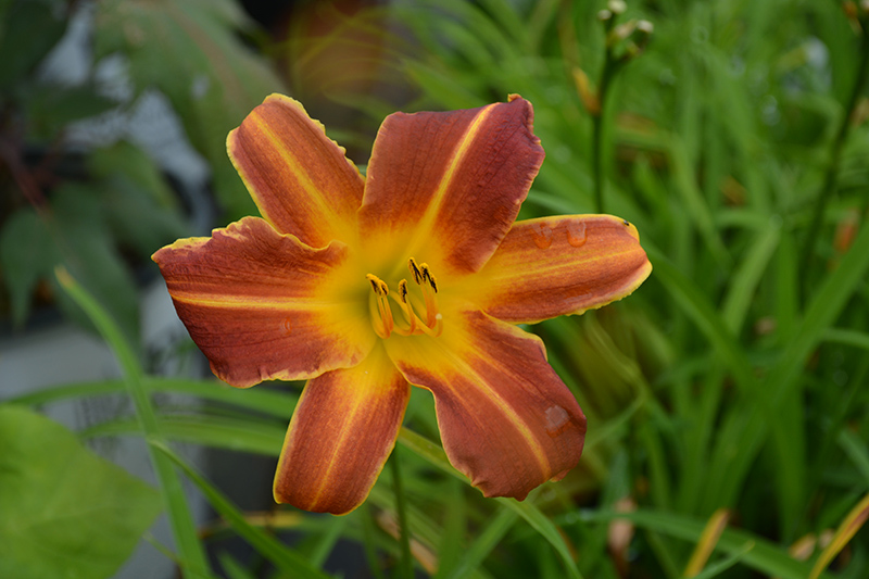 EveryDaylily Red Ribs Daylily (Hemerocallis 'VER00322') at The Family Tree Garden Center