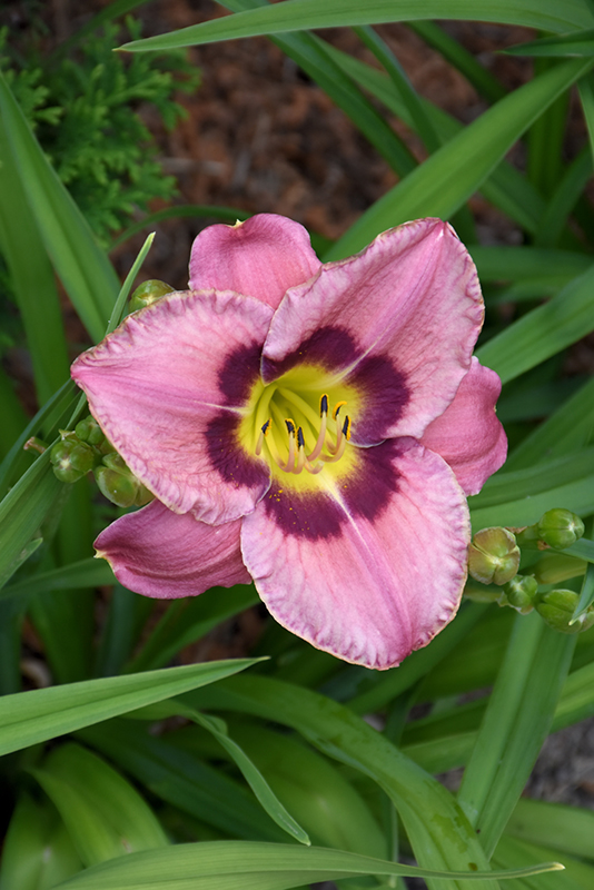 Always Afternoon Daylily (Hemerocallis 'Always Afternoon') at The Family Tree Garden Center